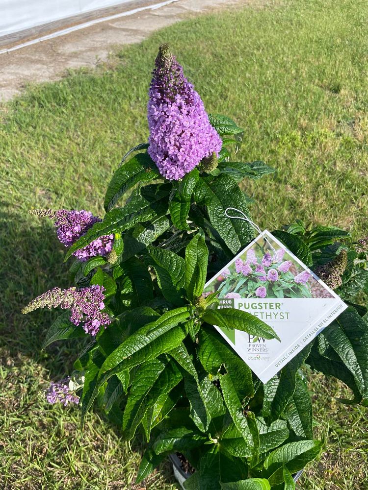 buddleia-smnbdl-pugster-reg-amethyst-butterfly-bush