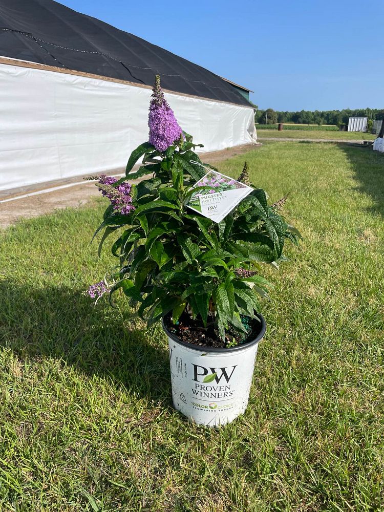 buddleia-smnbdl-pugster-reg-amethyst-butterfly-bush