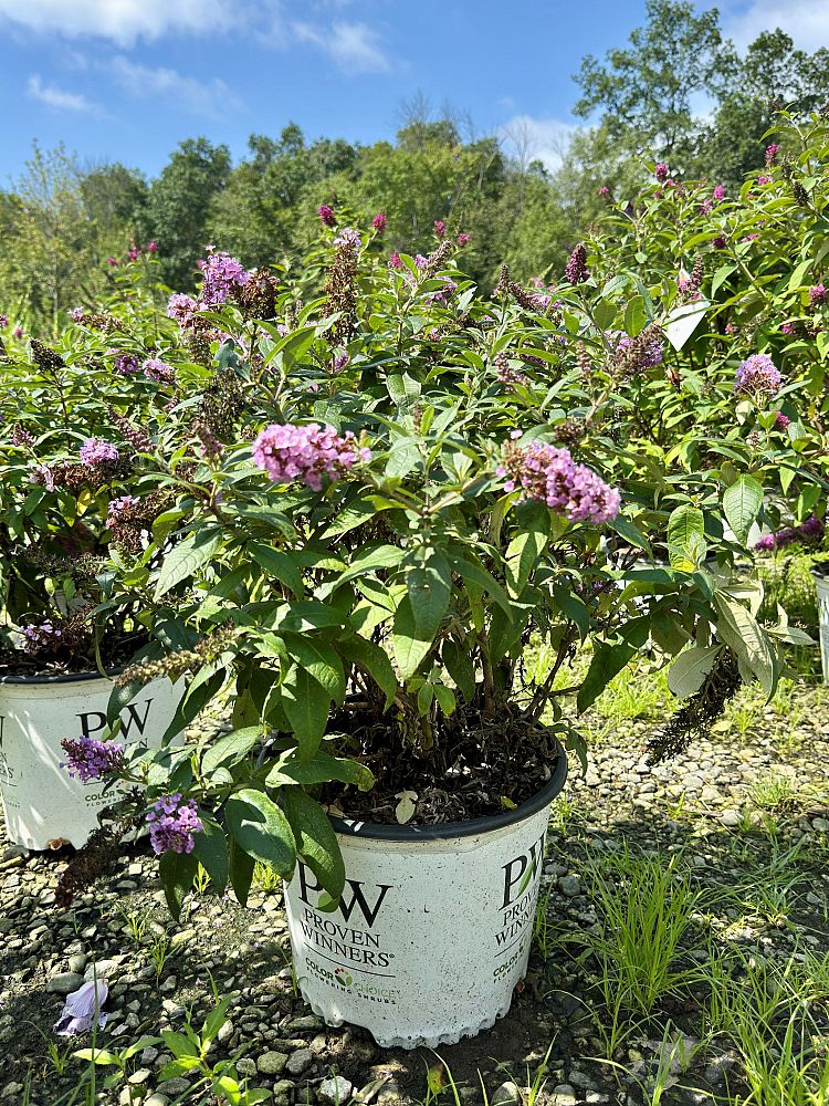 buddleia-smnbdo-pugster-periwinkle-reg-butterfly-bush