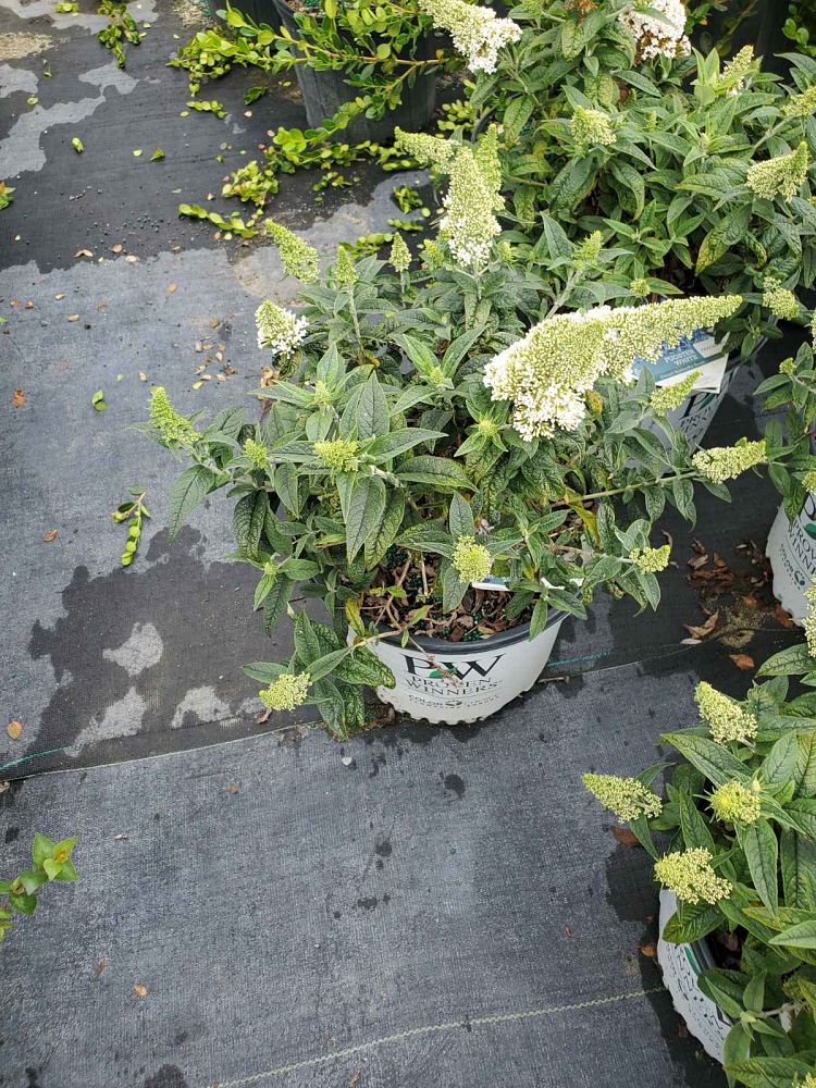 buddleia-smnbdw-pugster-white-reg-butterfly-bush