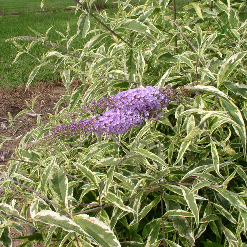 buddleia-summer-skies-summer-skies-butterfly-bush