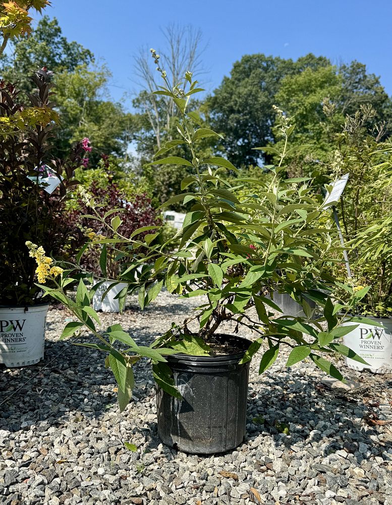 buddleia-weyeriana-honeycomb-butterfly-bush