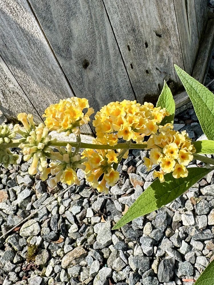 buddleia-weyeriana-honeycomb-butterfly-bush