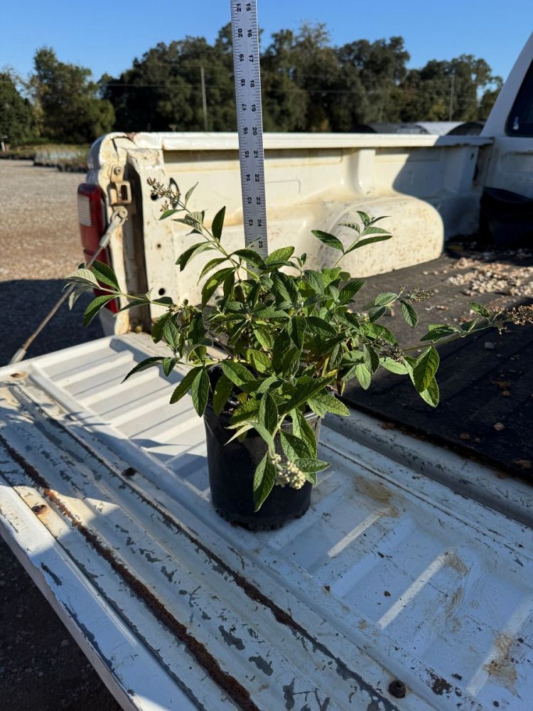 buddleia-weyeriana-honeycomb-butterfly-bush