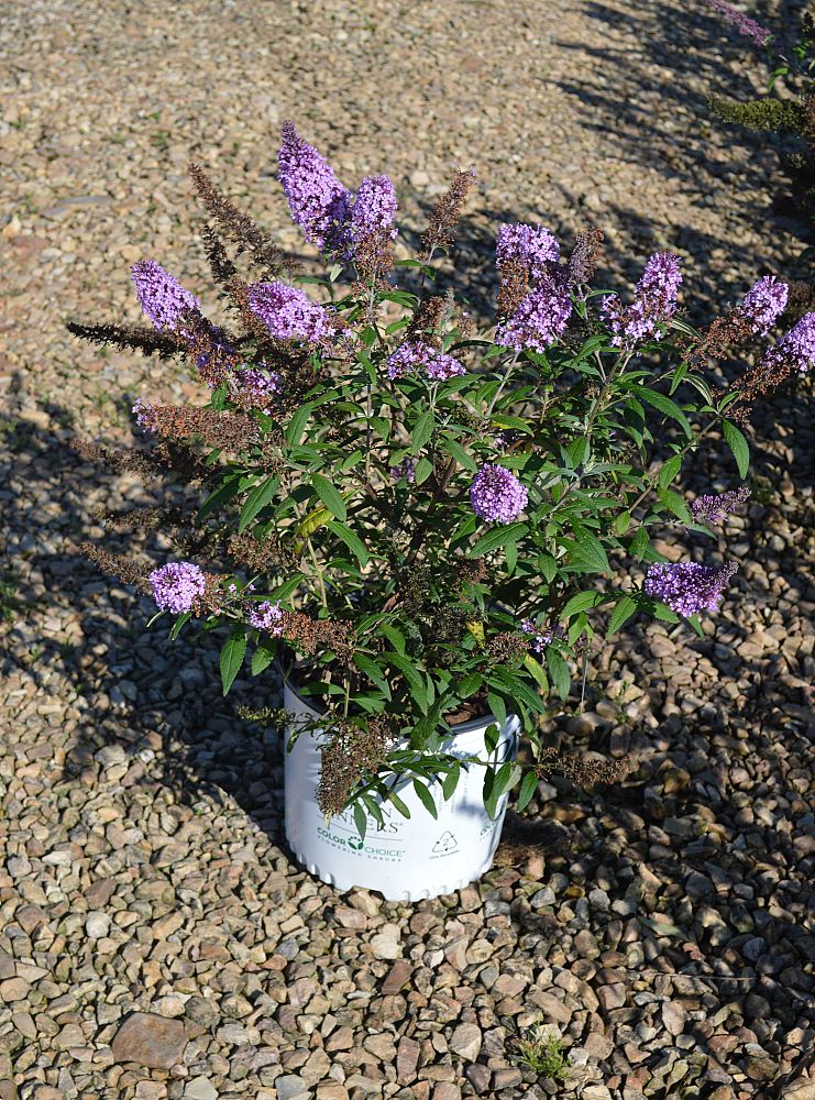 buddleia-x-blue-chip-lo-behold-reg-blue-chip-butterfly-bush
