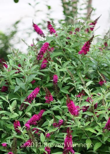 buddleia-x-miss-molly-miss-molly-butterfly-bush