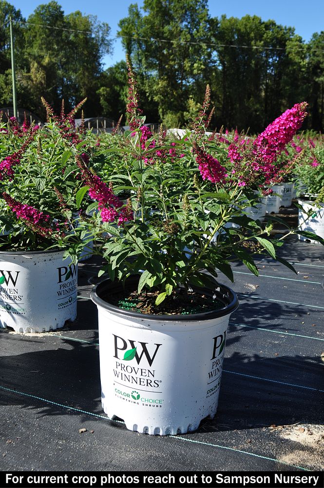 buddleia-x-miss-molly-miss-molly-butterfly-bush