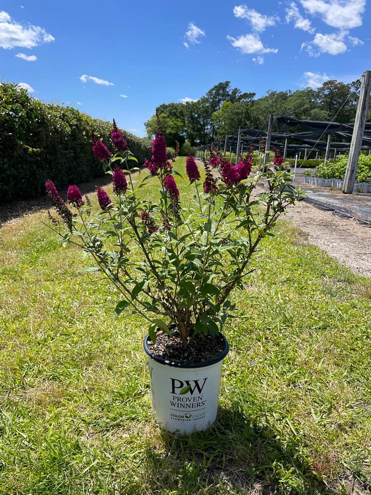 buddleia-x-miss-molly-miss-molly-butterfly-bush