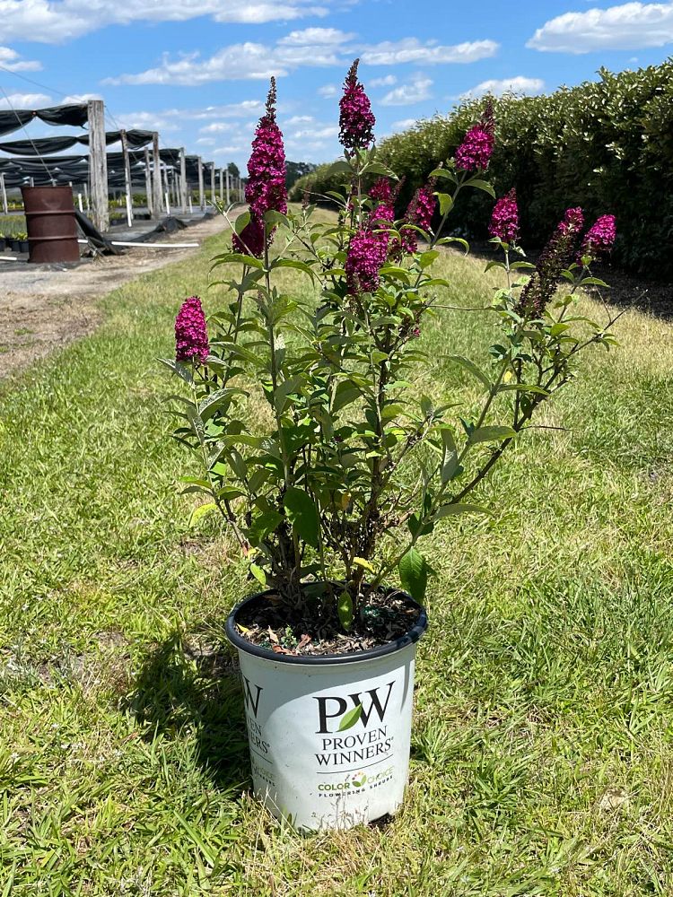 buddleia-x-miss-molly-miss-molly-butterfly-bush