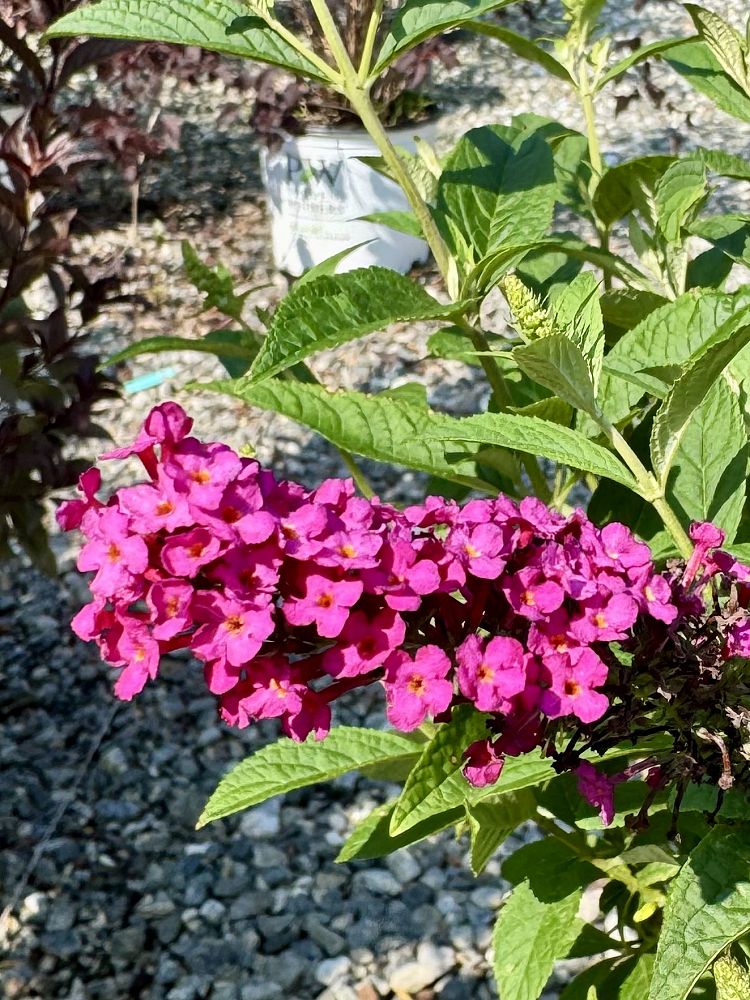 buddleia-x-miss-molly-miss-molly-butterfly-bush