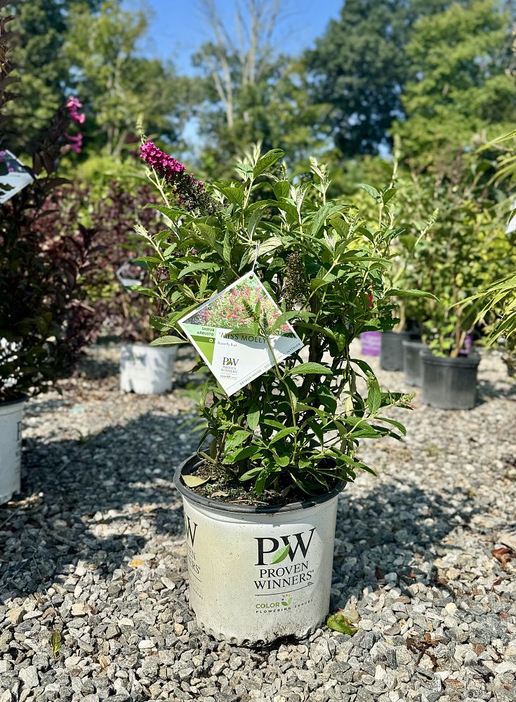 buddleia-x-miss-molly-miss-molly-butterfly-bush