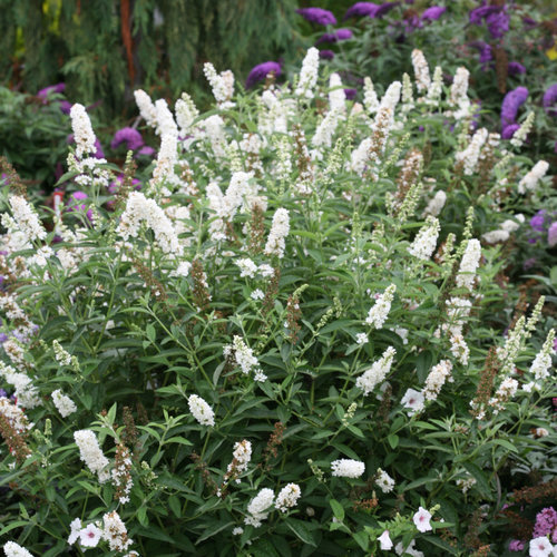 buddleia-x-miss-pearl-miss-pearl-butterfly-bush