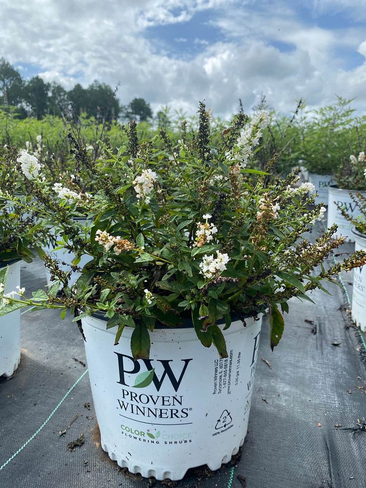 buddleia-x-miss-pearl-miss-pearl-butterfly-bush