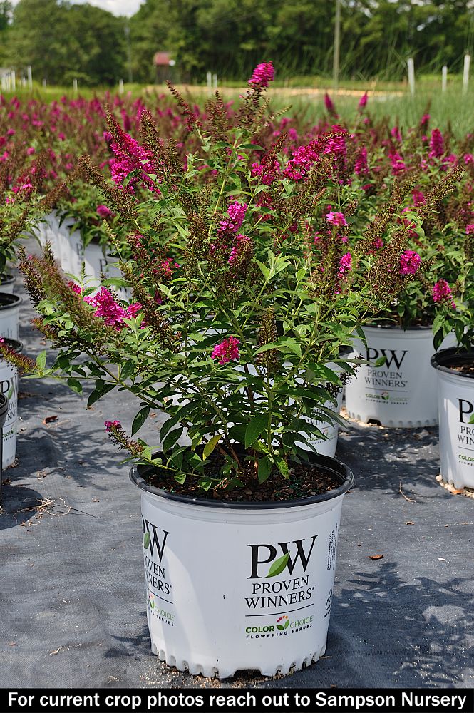 buddleia-x-miss-ruby-miss-ruby-butterfly-bush