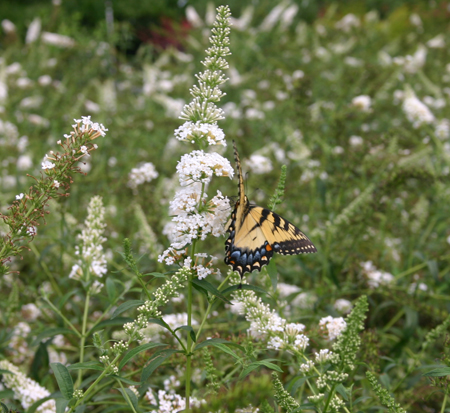 buddleja-davidii-nanho-alba-butterfly-bush