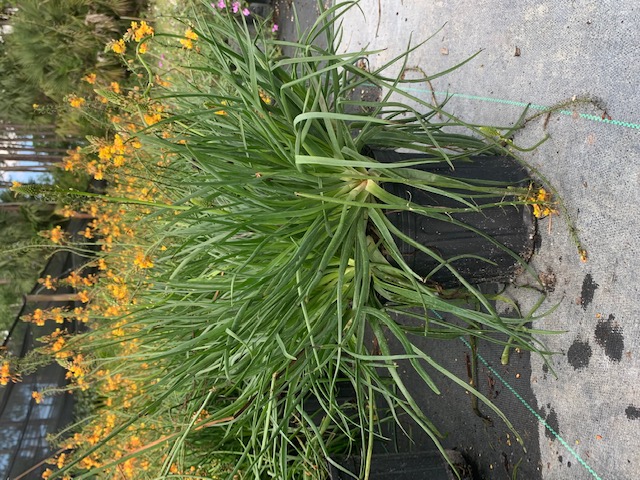 bulbine-asphodeloides-geelkatstert-bulbine