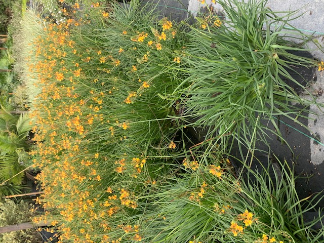 bulbine-asphodeloides-geelkatstert-bulbine