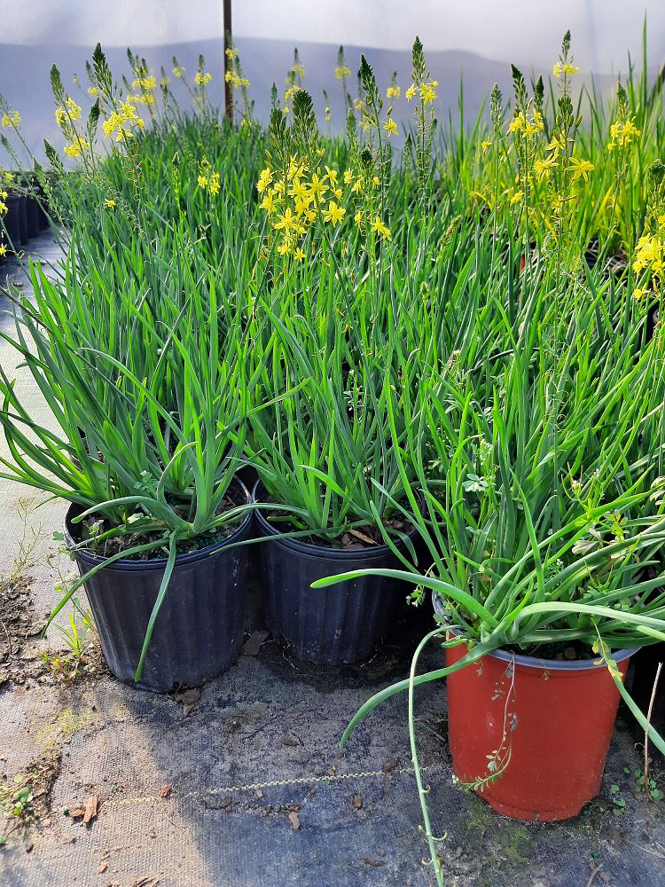 bulbine-asphodeloides-geelkatstert-bulbine