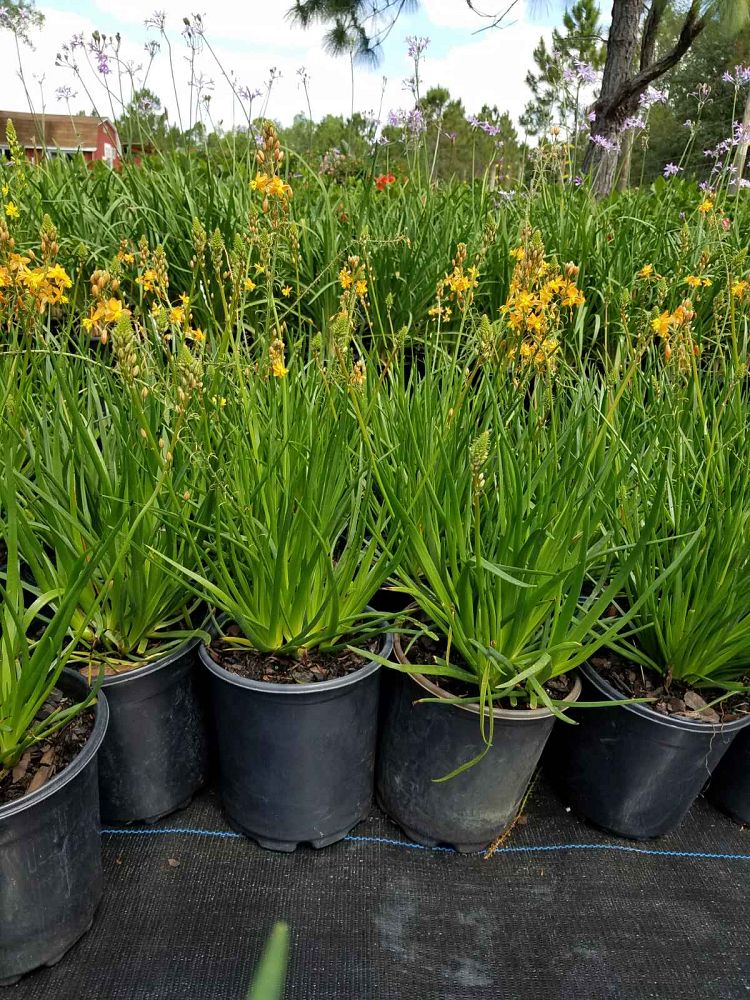 bulbine-frutescens-athena-compact-orange-bulbine-fruticosa-desert-candles