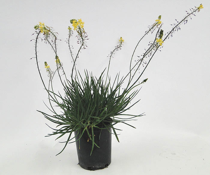 bulbine-frutescens-bulbine-fruticosa-desert-candles