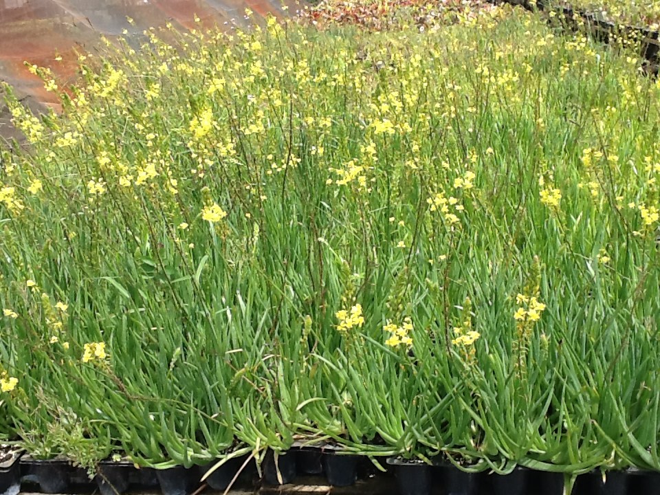 bulbine-frutescens-bulbine-fruticosa-desert-candles