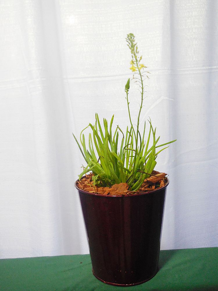 bulbine-frutescens-bulbine-fruticosa-desert-candles