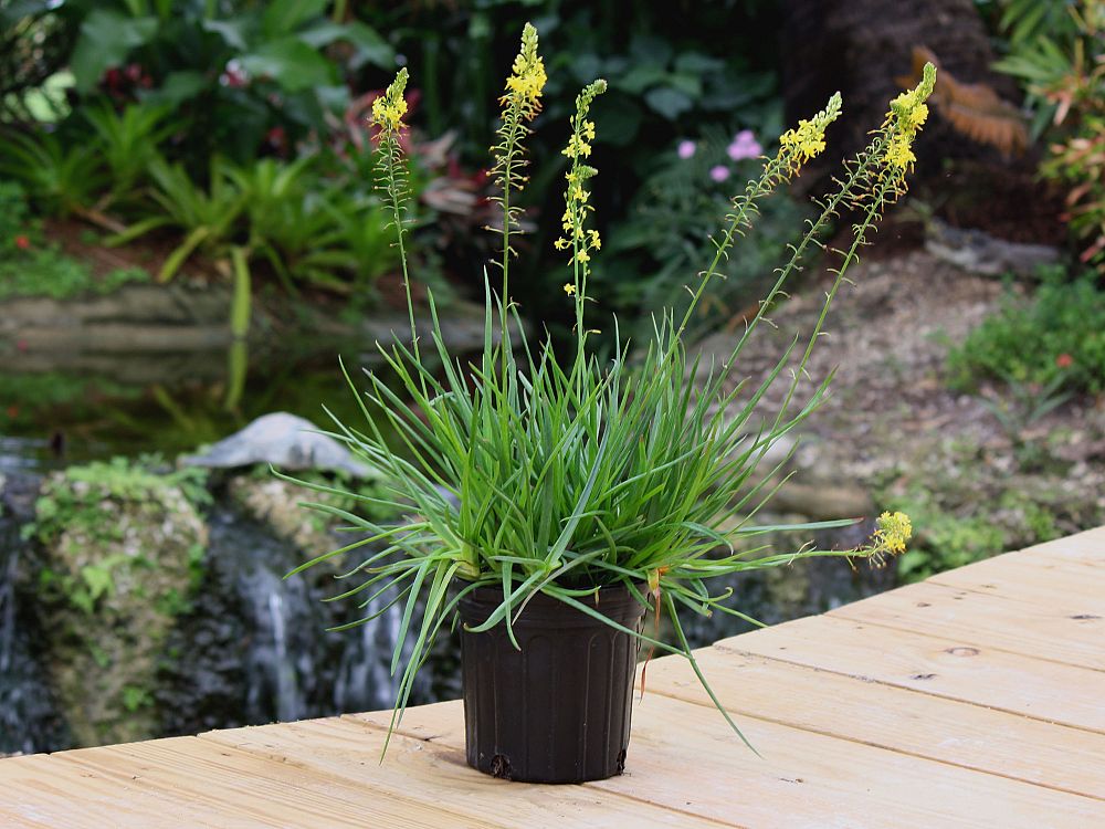 bulbine-frutescens-bulbine-fruticosa-desert-candles