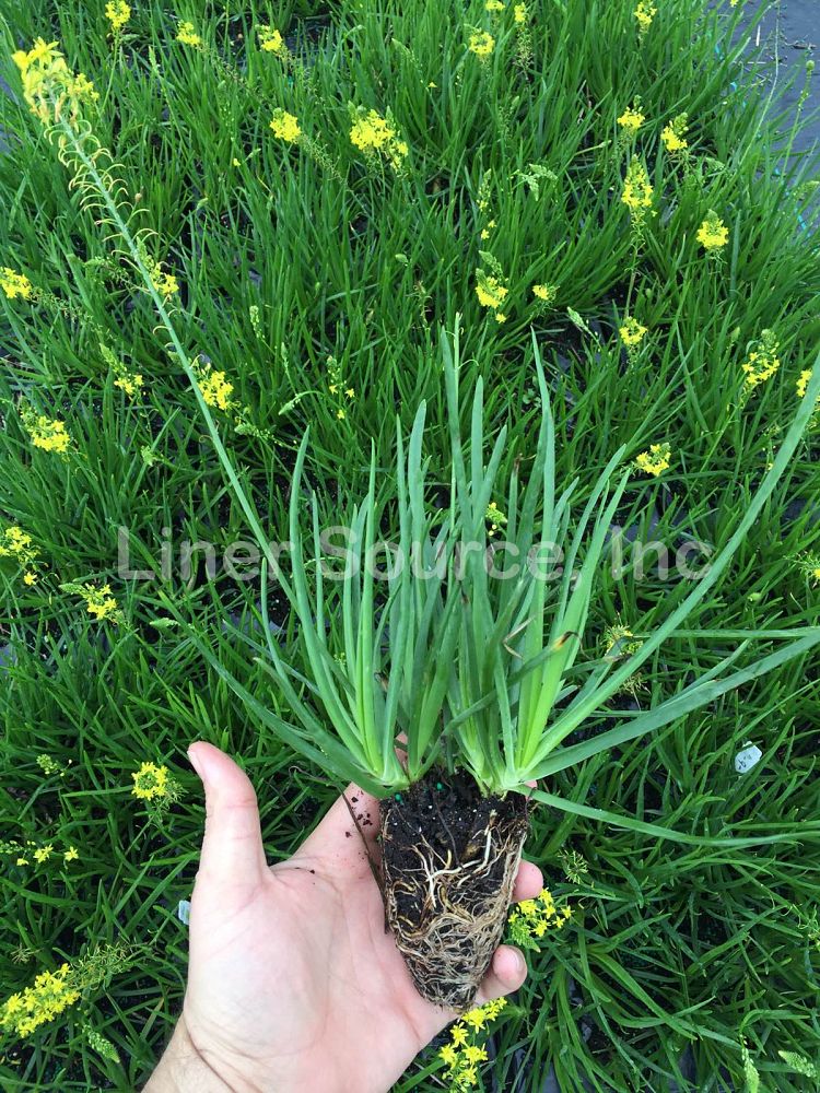 bulbine-frutescens-bulbine-fruticosa-desert-candles