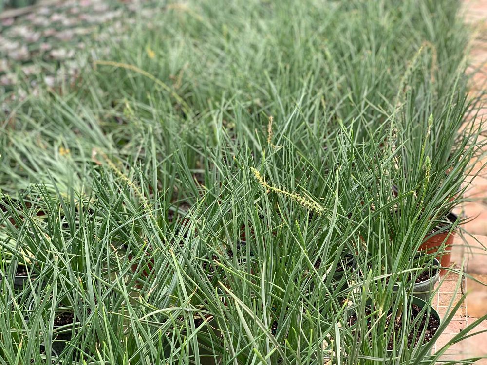 bulbine-frutescens-bulbine-fruticosa-desert-candles
