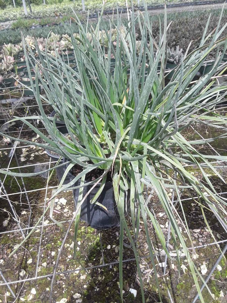 bulbine-frutescens-bulbine-fruticosa-desert-candles