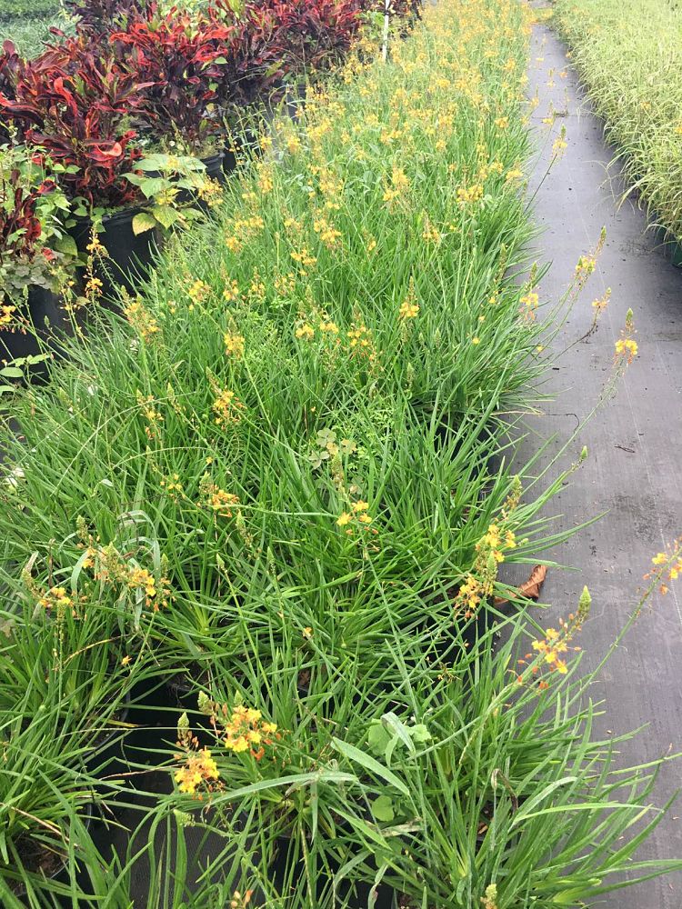 bulbine-frutescens-bulbine-fruticosa-desert-candles