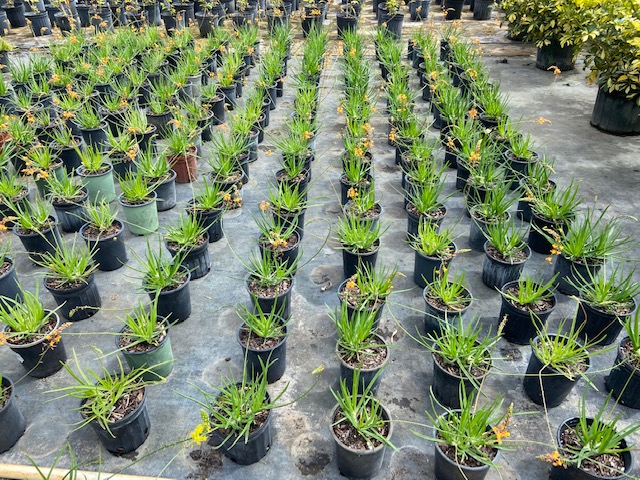 bulbine-frutescens-bulbine-fruticosa-desert-candles