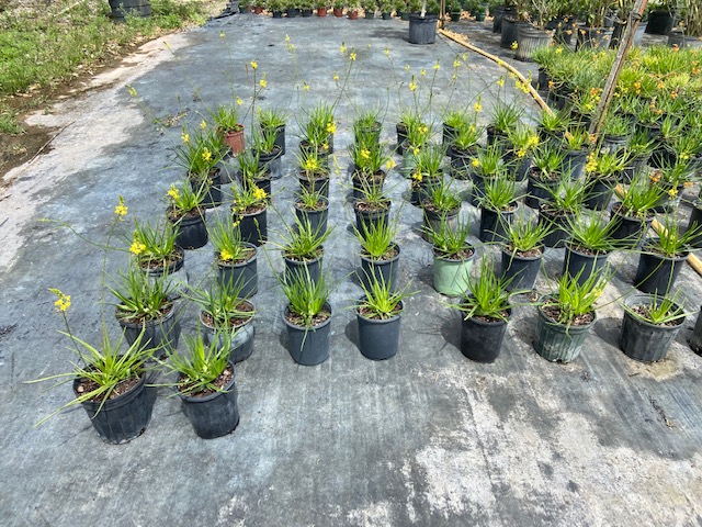 bulbine-frutescens-bulbine-fruticosa-desert-candles