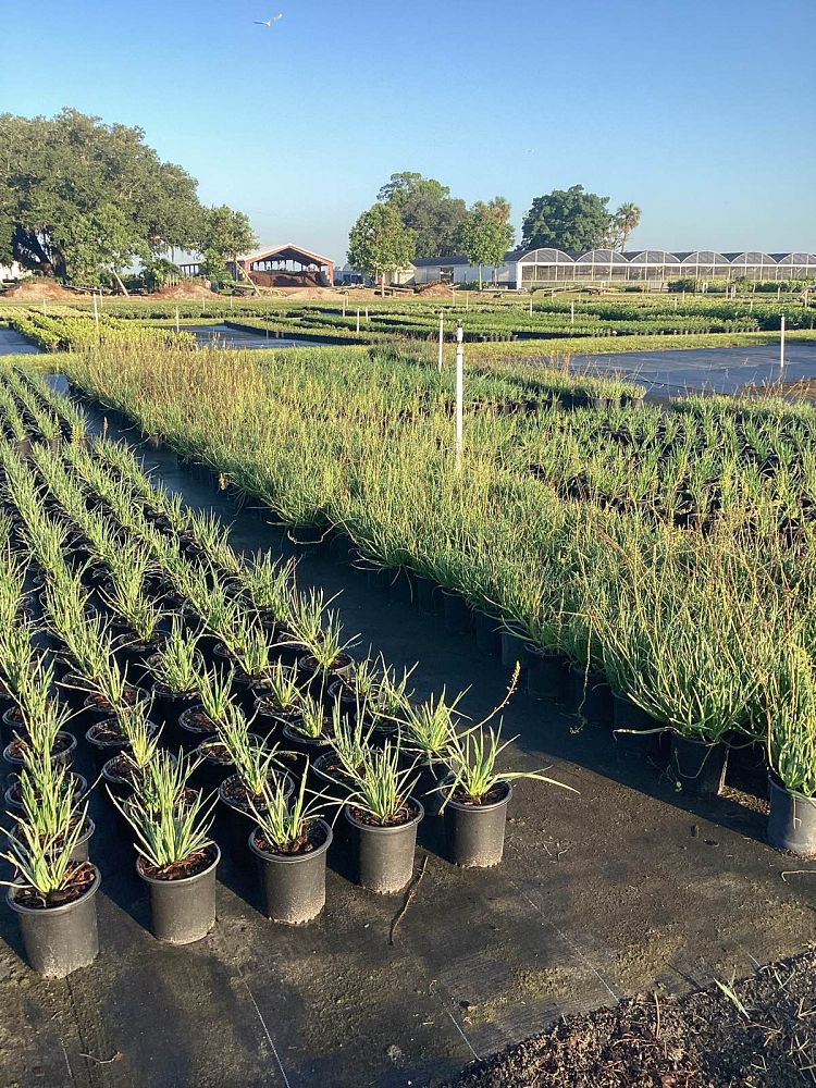bulbine-frutescens-bulbine-fruticosa-desert-candles