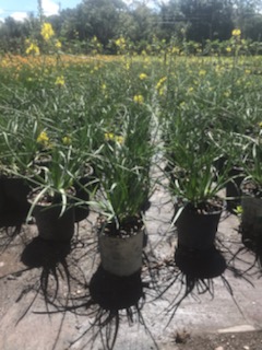bulbine-frutescens-bulbine-fruticosa-desert-candles