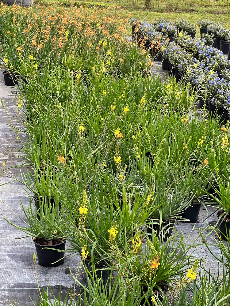 bulbine-frutescens-bulbine-fruticosa-desert-candles