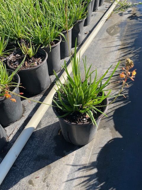 bulbine-frutescens-bulbine-fruticosa-desert-candles
