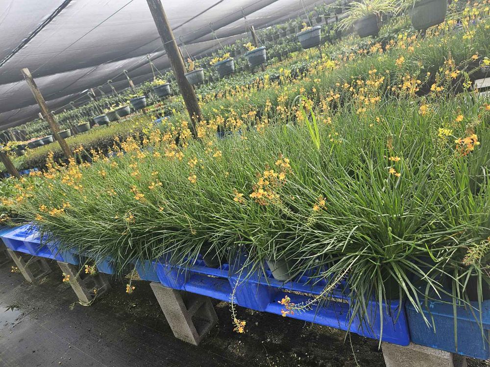 bulbine-frutescens-bulbine-fruticosa-desert-candles