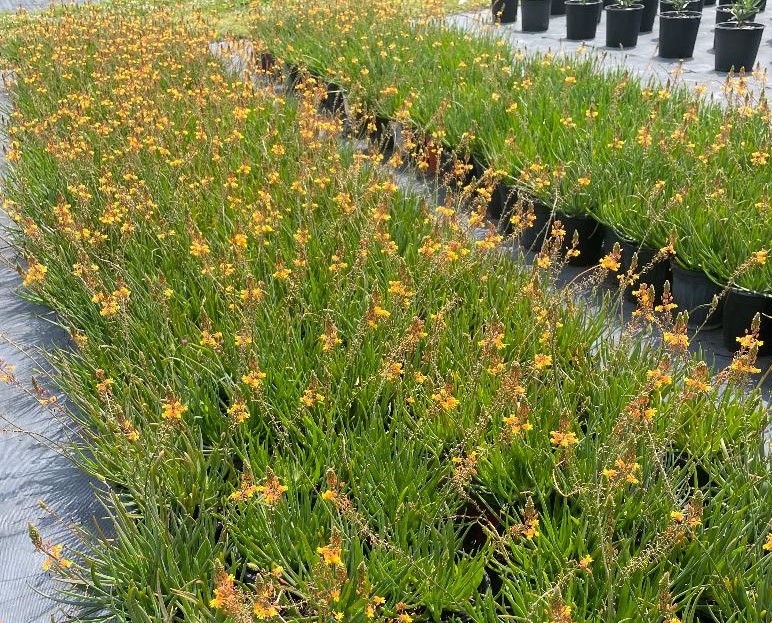 bulbine-frutescens-bulbine-fruticosa-desert-candles