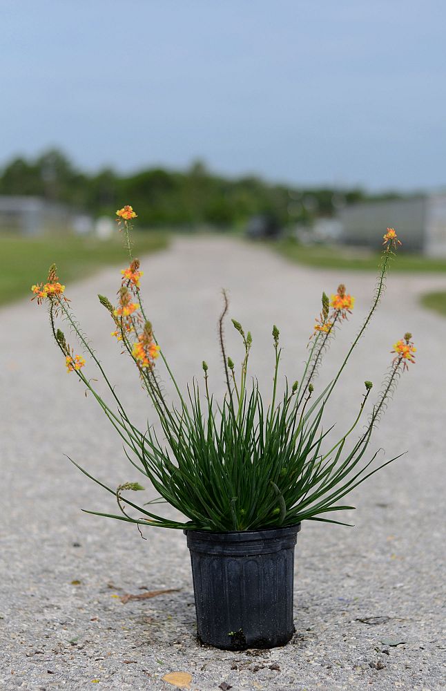 bulbine-frutescens-creamsicle-bulbine-fruticosa-desert-candles