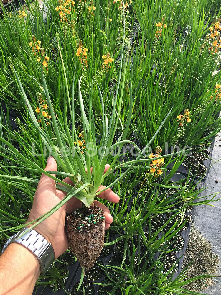 bulbine-frutescens-hallmark-bulbine-fruticosa-desert-candles