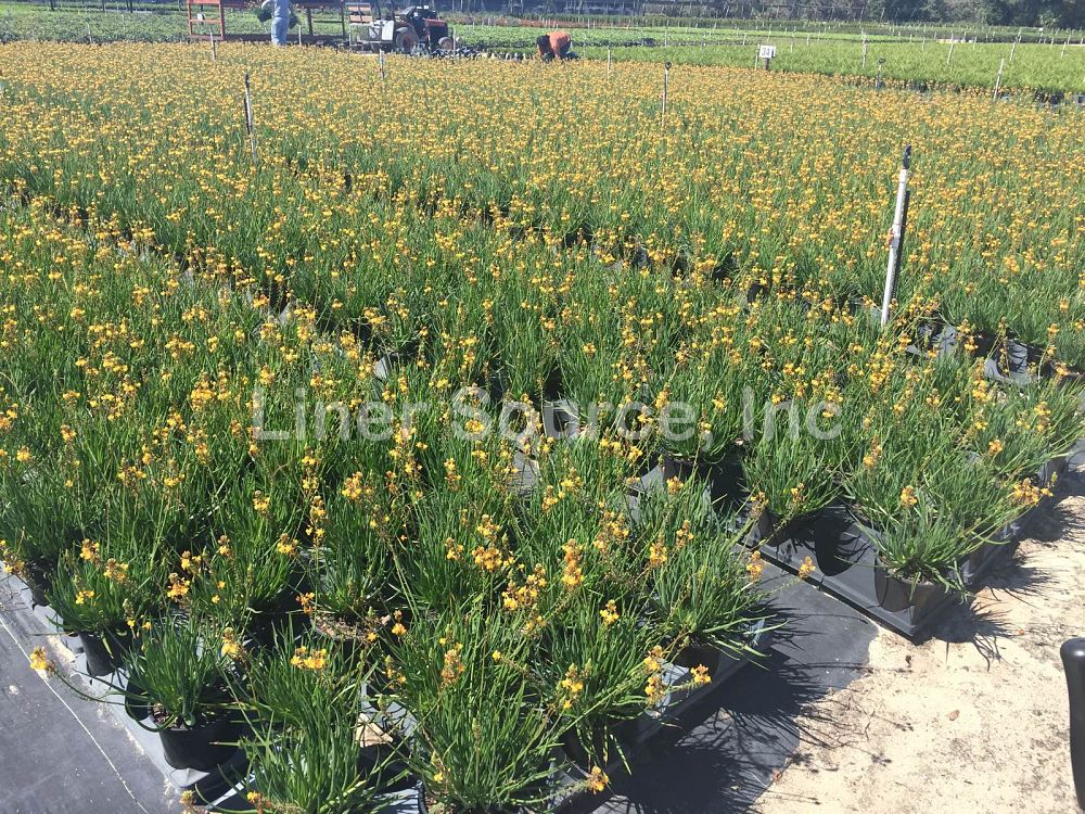 bulbine-frutescens-hallmark-bulbine-fruticosa-desert-candles