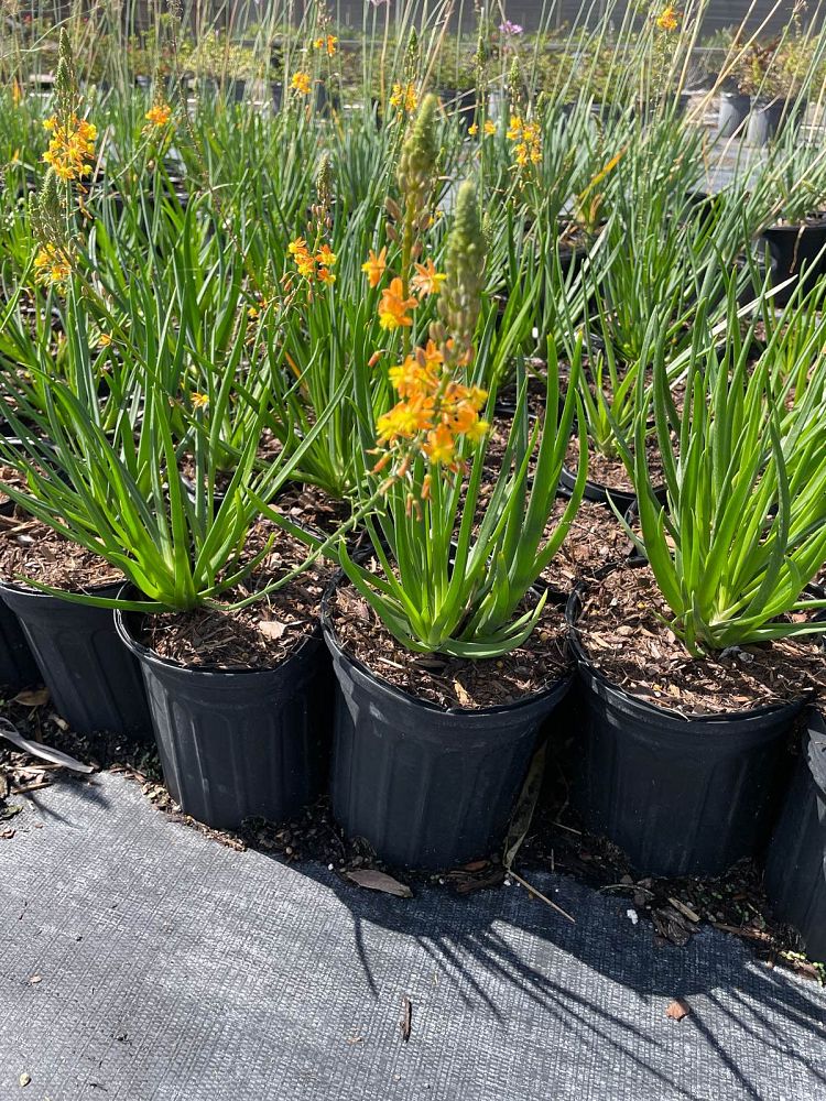 bulbine-frutescens-hallmark-bulbine-fruticosa-desert-candles