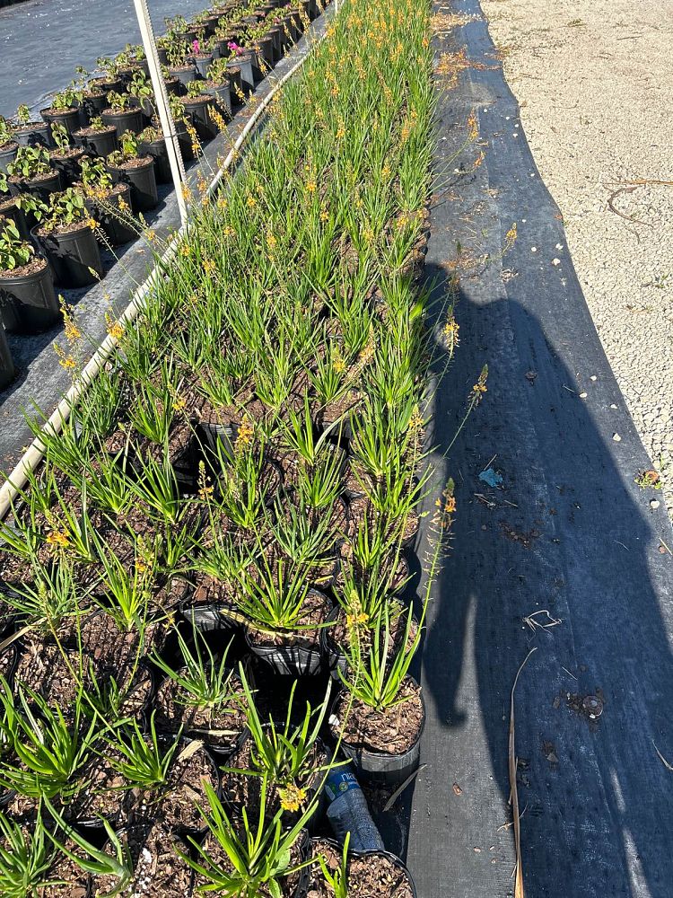 bulbine-frutescens-hallmark-bulbine-fruticosa-desert-candles