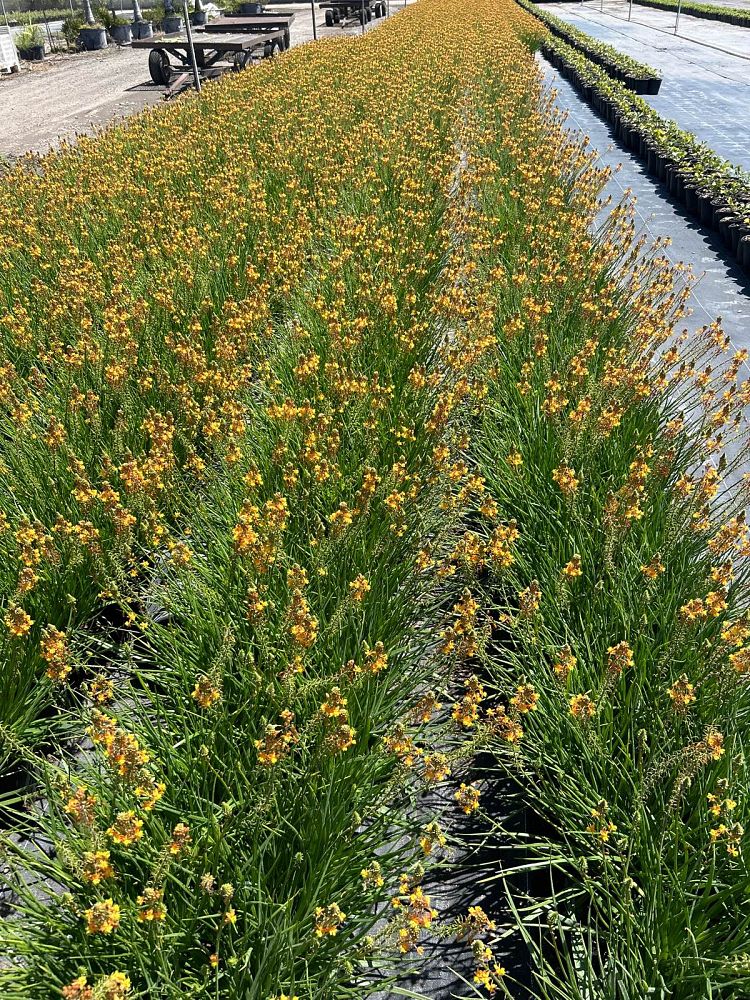 bulbine-frutescens-hallmark-bulbine-fruticosa-desert-candles