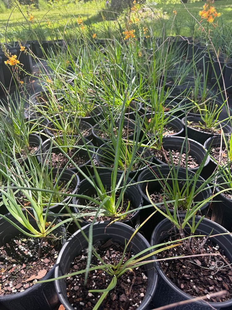 bulbine-frutescens-hallmark-bulbine-fruticosa-desert-candles