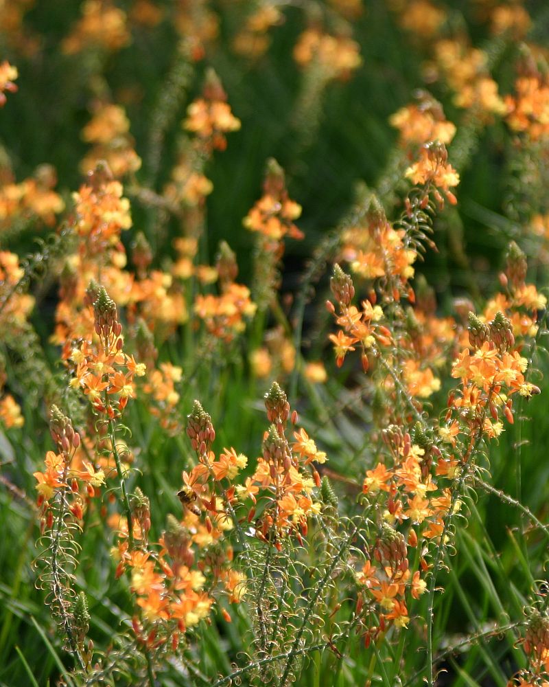 bulbine-frutescens-orange-bulbine-fruticosa-desert-candles