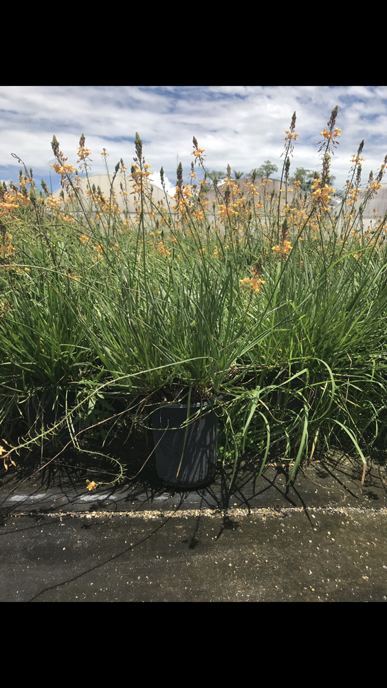 bulbine-frutescens-orange-bulbine-fruticosa-desert-candles