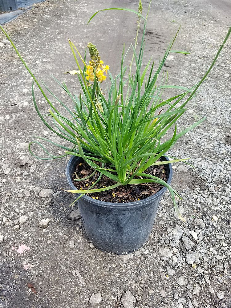 bulbine-frutescens-orange-bulbine-fruticosa-desert-candles