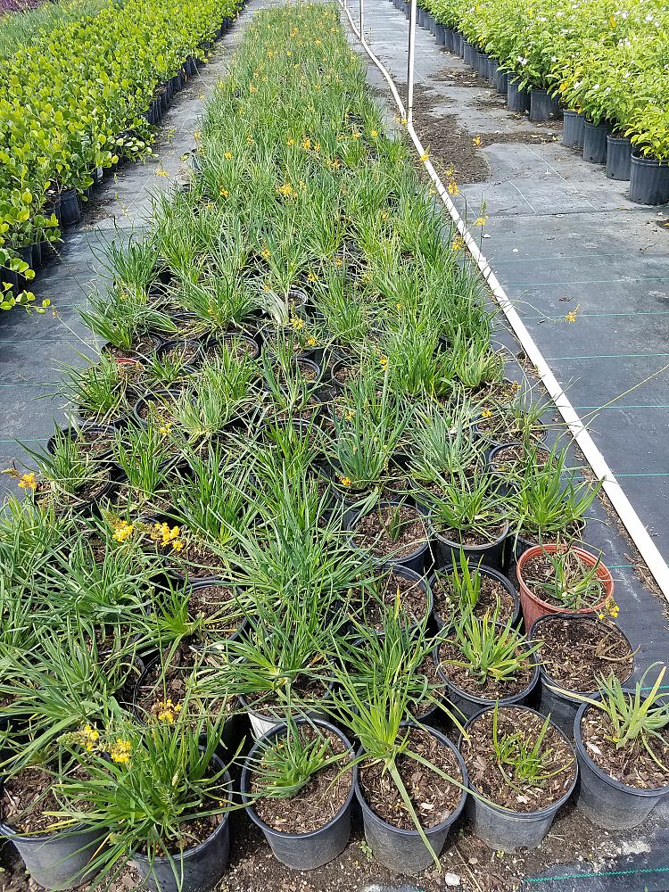 bulbine-frutescens-orange-bulbine-fruticosa-desert-candles